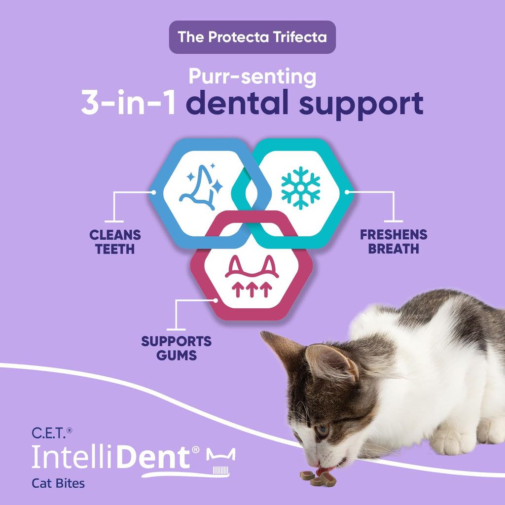 Cat Dental Care V124