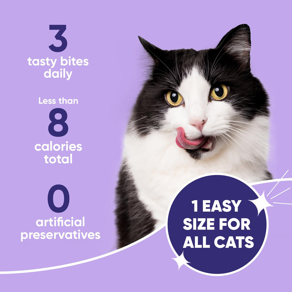 Cat Dental Care V124