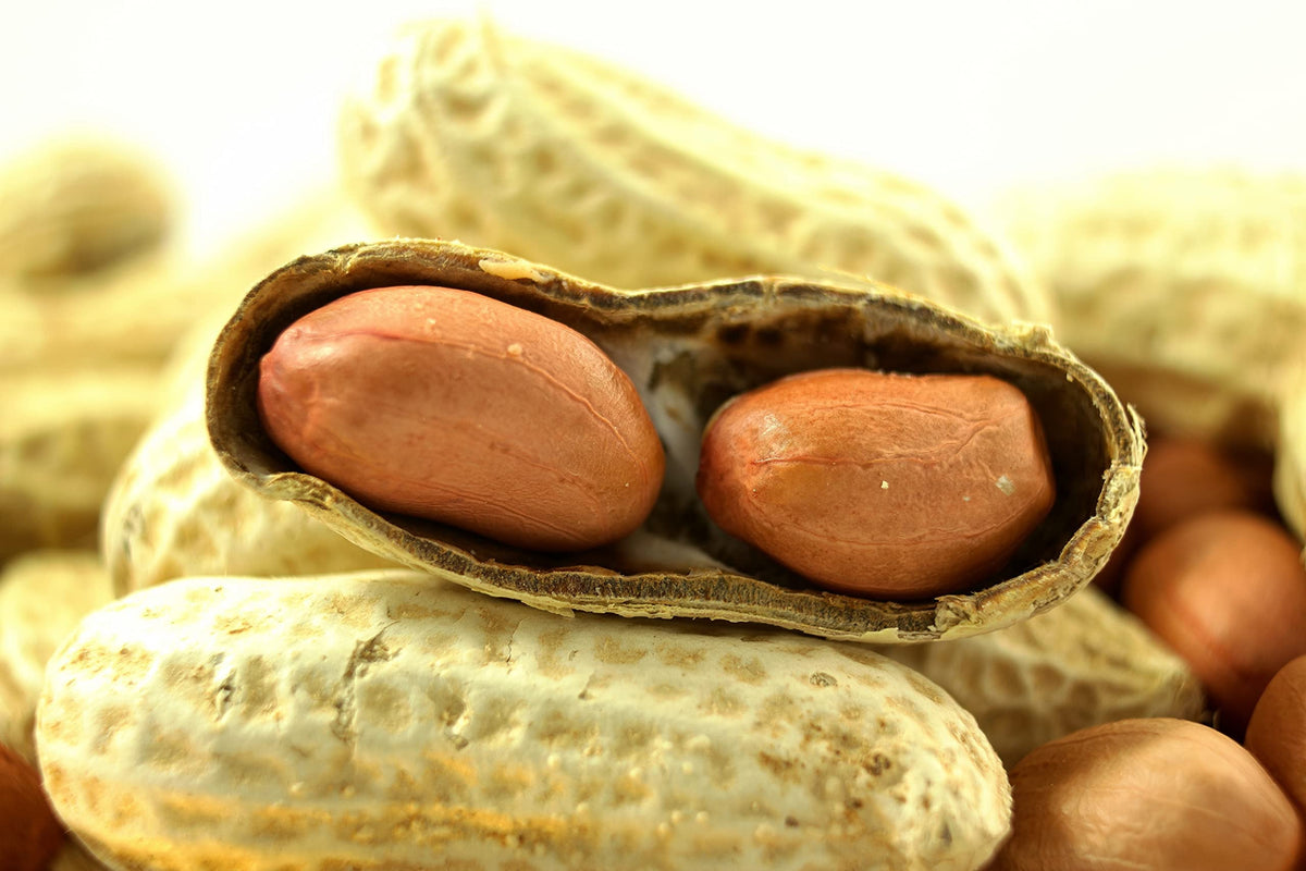 In-Shell Peanuts 25 LB Bag T140
