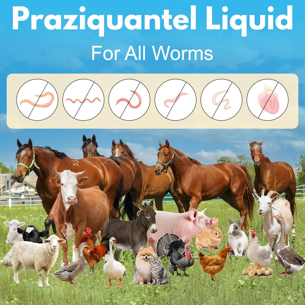 Praziquantel Dewormer 100 mL W5945