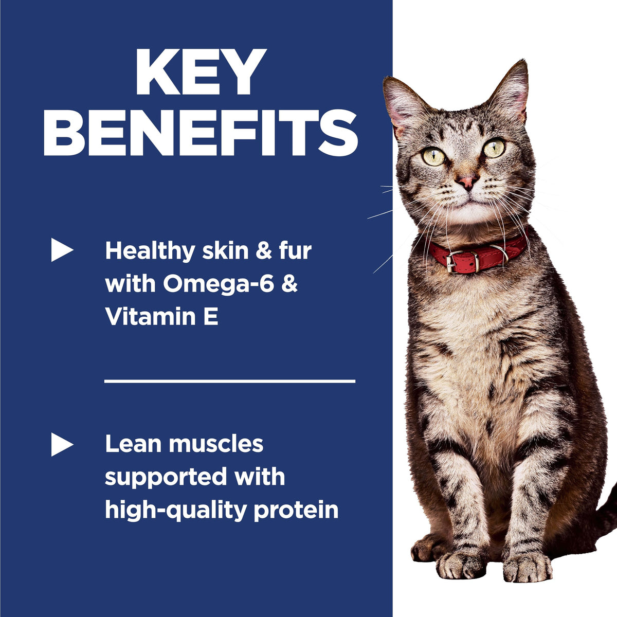 Dry Cat Food U2322